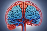 دوزبانگی چگونه اتفاق می‌افتد؟ نگاهی علمی به معجزه مغز 🧠